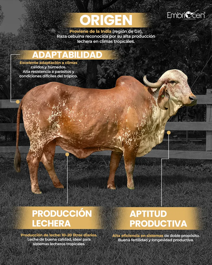 Ejemplar Brahman