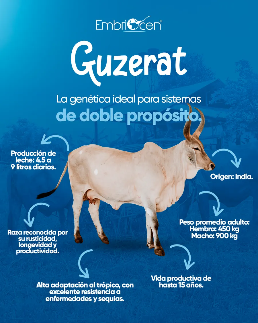 Ejemplar Guzerat