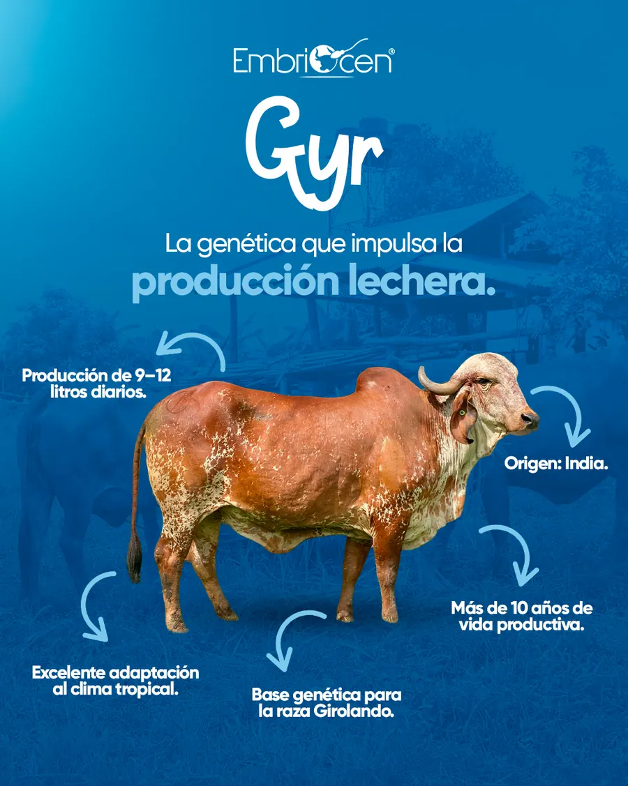 Ejemplar Gyr