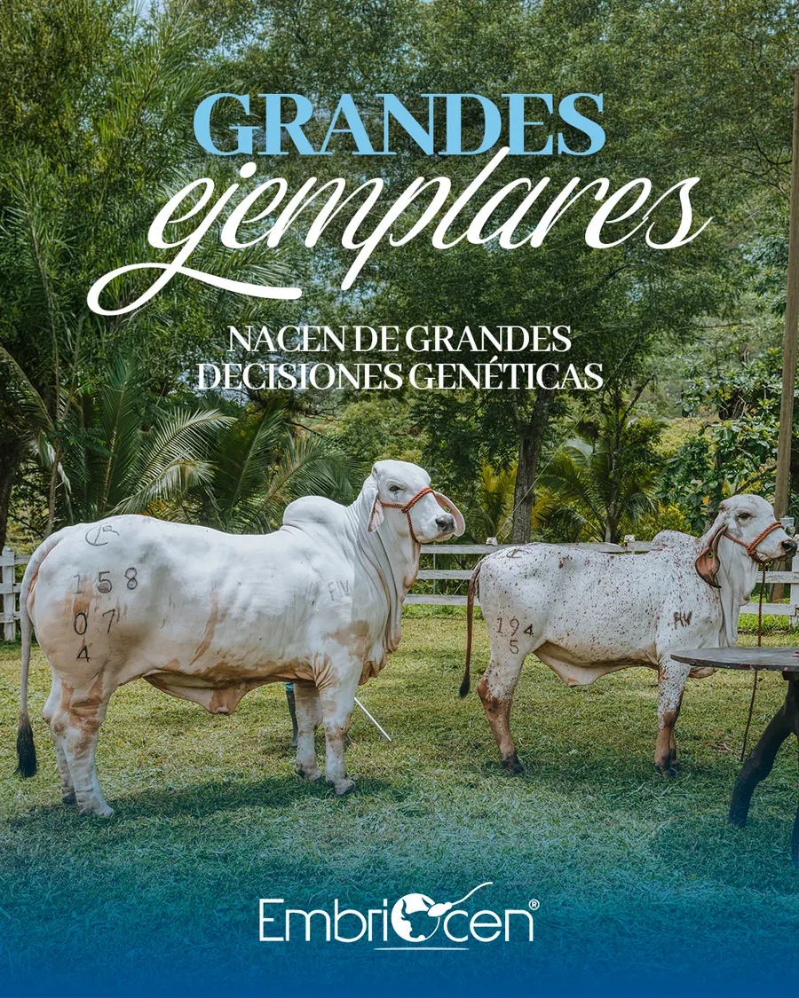 Ejemplares bovinos de alto valor genético en una finca