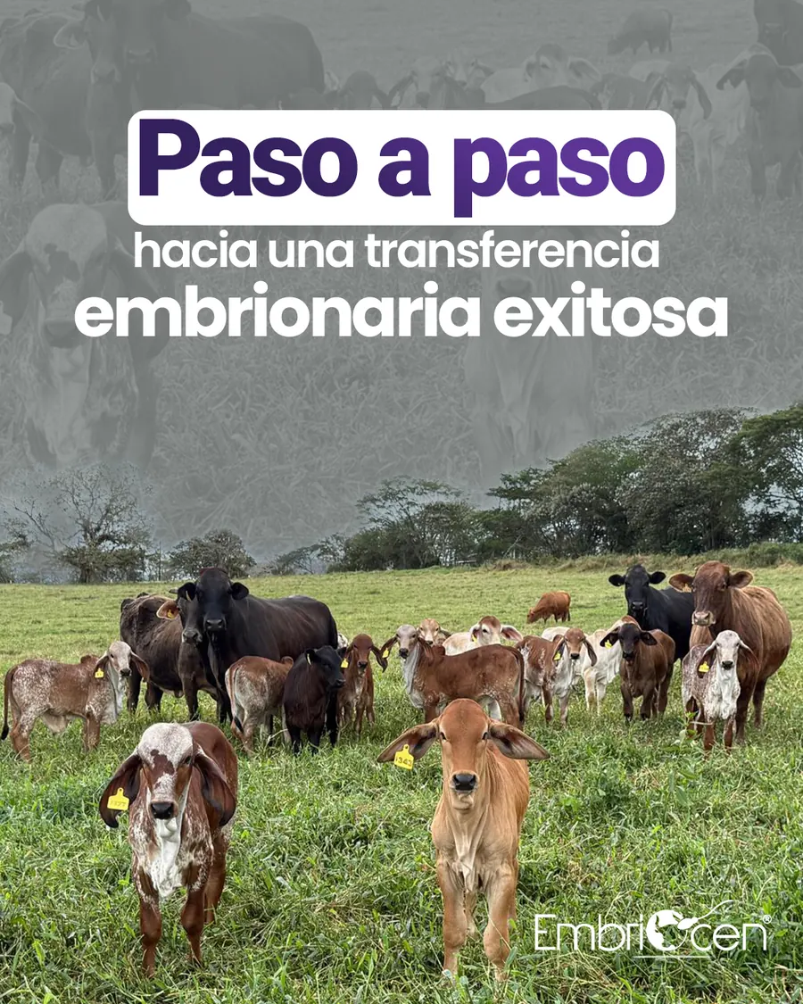 Ganado bovino en finca durante un programa de transferencia embrionaria